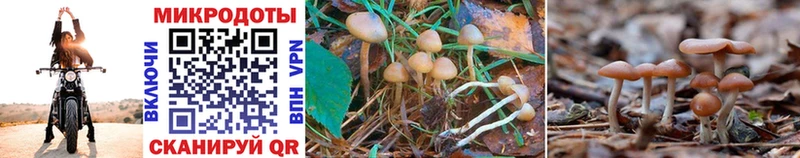 Галлюциногенные грибы Cubensis  Серов 